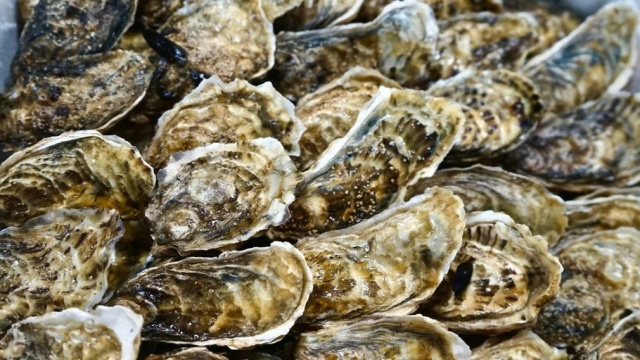 Cultivo de ostras AcuEO