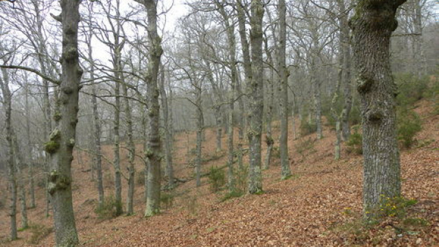 Senda Verde de As Carballeiras PR-AS 167