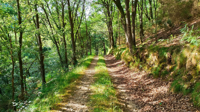 Senda Verde de San Martín de Oscos (PR-AS 243) 